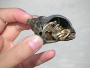 Spezialitäten mit Krebsen